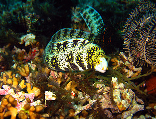 Image showing Clouded Moray