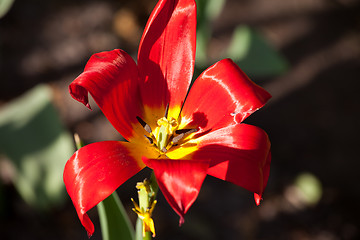 Image showing Tulip bud close-up