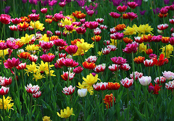 Image showing Multicolor tulips