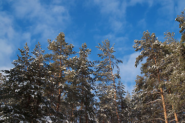 Image showing Winter pine forest