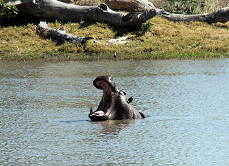 Image showing Gaping Hippo
