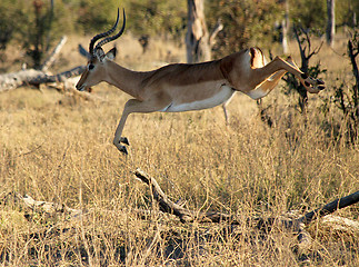 Image showing Impala Jumping