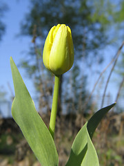 Image showing Yellow Tulip