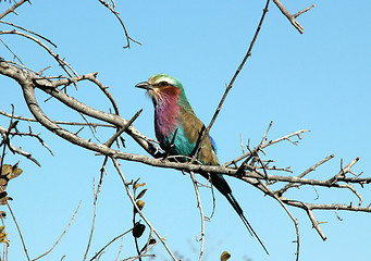 Image showing Lilac-breasted Roller