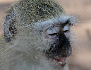 Image showing Vervet Monkey