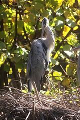 Image showing Gray Heron in Autumn