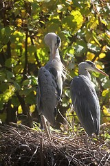 Image showing Gray Heron