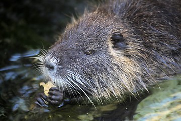 Image showing Nutria