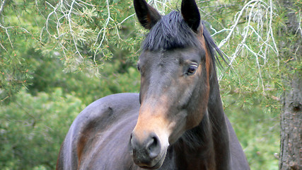 Image showing Horse