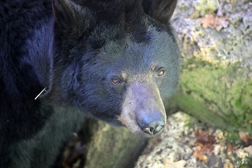 Image showing Bear