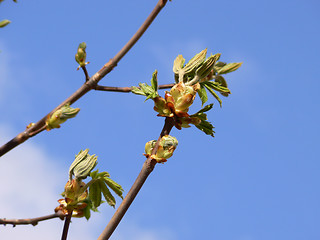 Image showing Spring