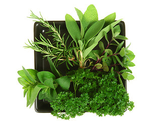 Image showing Herbs