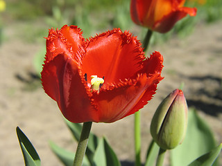 Image showing Red double Tulip