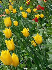 Image showing Tulips