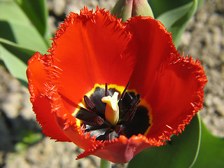 Image showing Red double Tulip