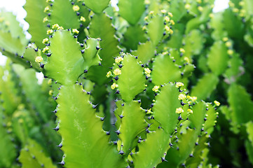 Image showing Cactus