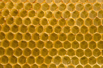 Image showing Honeycomb fo honey closeup macro background.