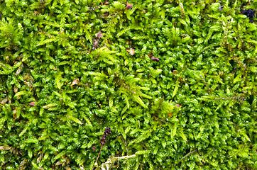 Image showing Macro detail of forest moss floor natural ground.