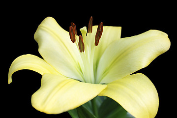 Image showing lily