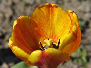 Image showing Yellow-Red Tulip