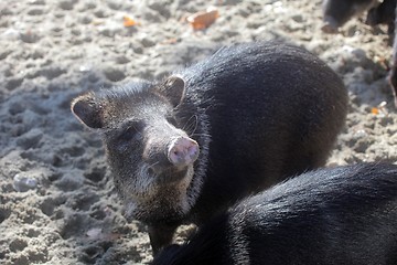 Image showing Javelina or collared peccary