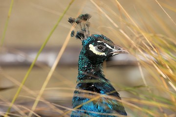 Image showing A wild peacock