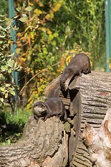 Image showing Chinese Dwarf Otter