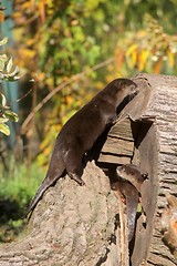 Image showing Chinese Dwarf Otter