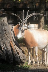 Image showing African wild animal oryx gemsbok