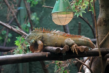 Image showing Big Iguana