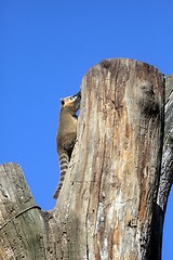 Image showing Ring-tailed Coati (Nasua nasua)