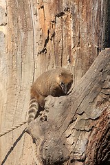 Image showing Ring-tailed Coati (Nasua nasua)