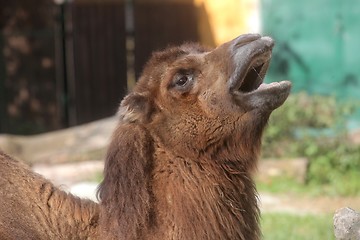 Image showing A yawning camel