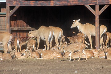 Image showing Herd of Deer