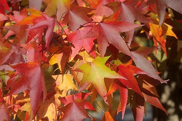 Image showing Autumn leaves