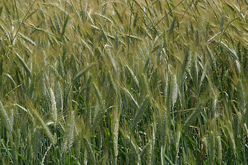 Image showing Wheat growing in field