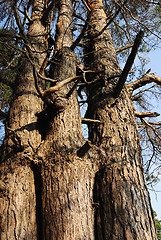 Image showing three interlocking pine in the forest