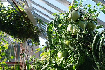 Image showing green tomatoes grow on vines