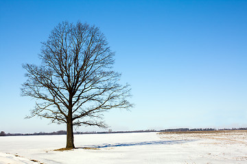 Image showing Tree (winter)