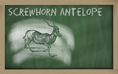 Image showing  sketch of addax on blackboard (addax nasomaculatus)