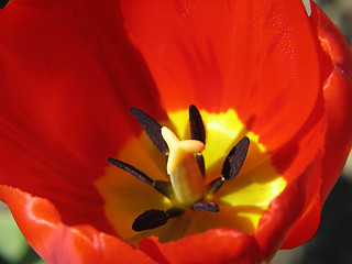 Image showing Red Tulip