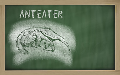 Image showing  sketch of anteater on blackboard (Myrmecophaga tridactyla)