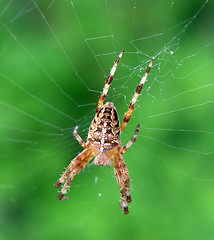 Image showing Spider n Web