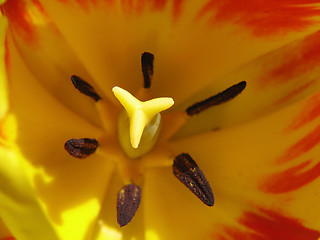 Image showing Close-up of yellow-red tulip