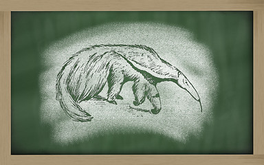 Image showing  sketch of anteater on blackboard (Myrmecophaga tridactyla)