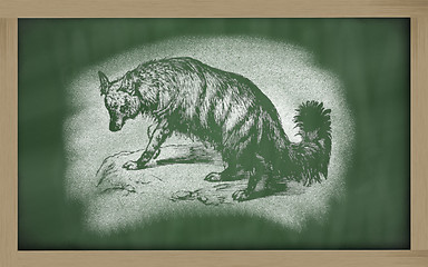 Image showing  sketch of aard wolf on blackboard (proteles cristata)