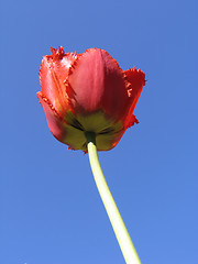 Image showing Red double Tulip on blue-sky background