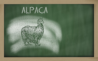 Image showing  sketch of alpaca on blackboard (vicugna pacos)