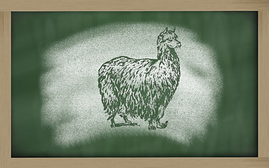 Image showing  sketch of alpaca on blackboard (vicugna pacos)