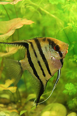 Image showing nice scalar fish 